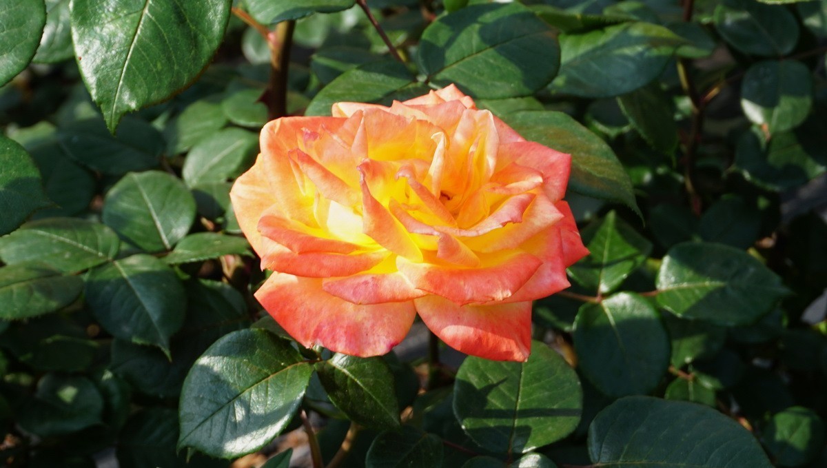 玫瑰月季分不清