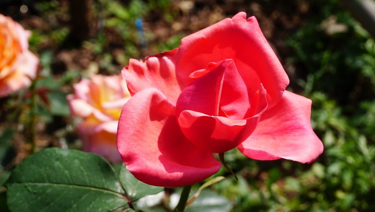 玫瑰月季分不清