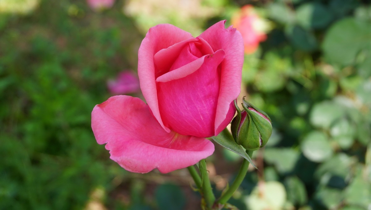 玫瑰月季分不清