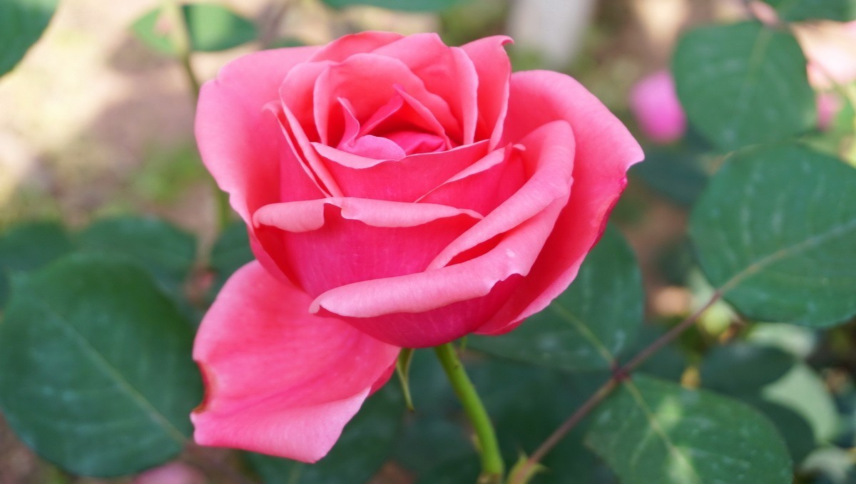 玫瑰月季分不清