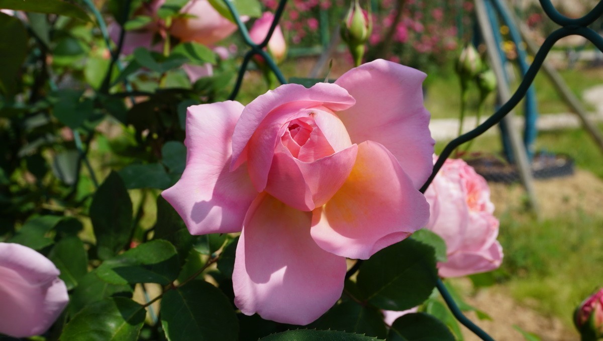 玫瑰月季分不清