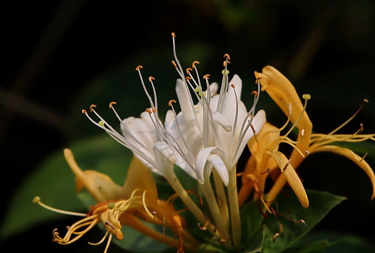 关东百花园（330）——金银花影