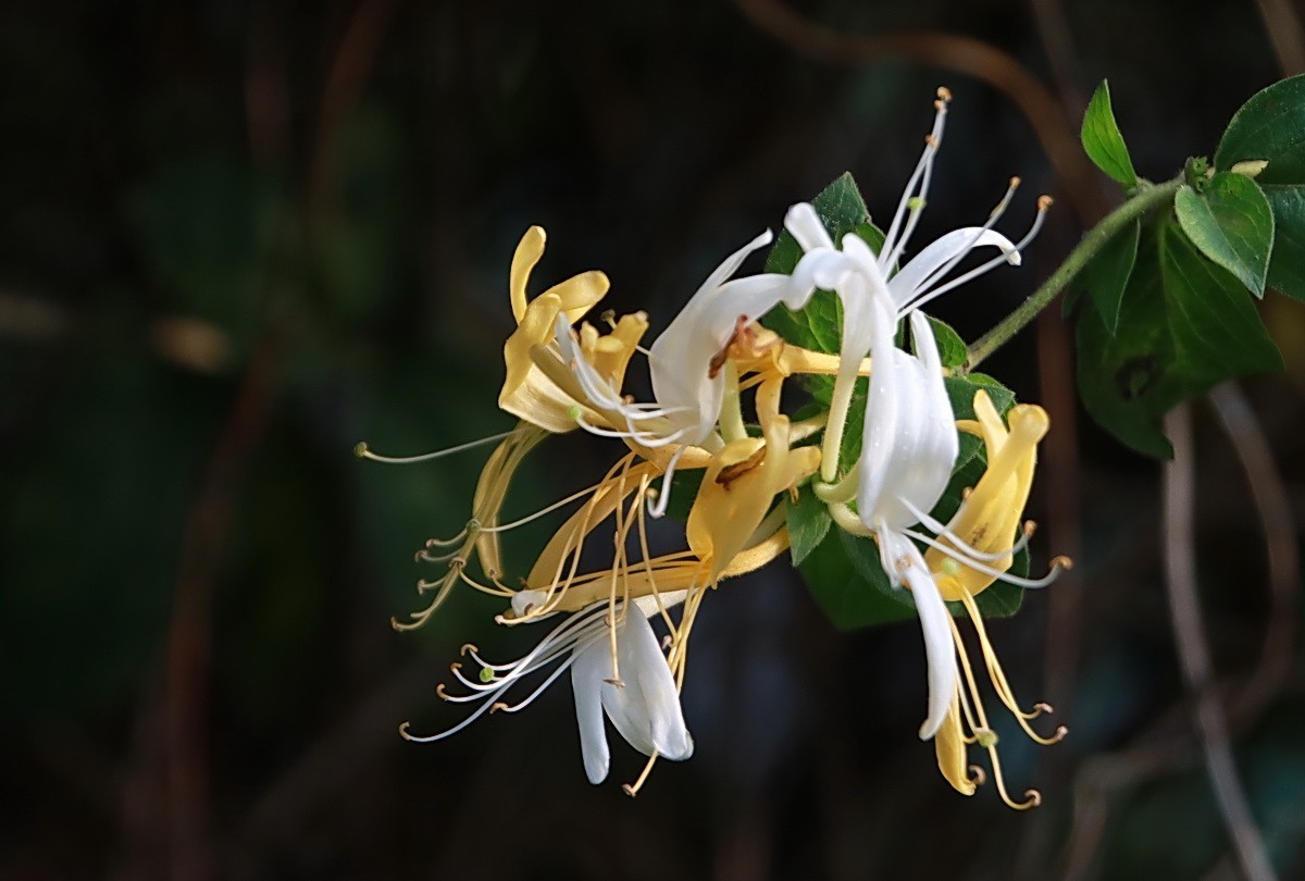 关东百花园（330）——金银花影