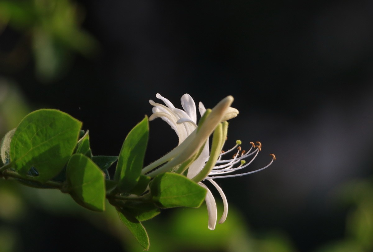 关东百花园（330）——金银花影