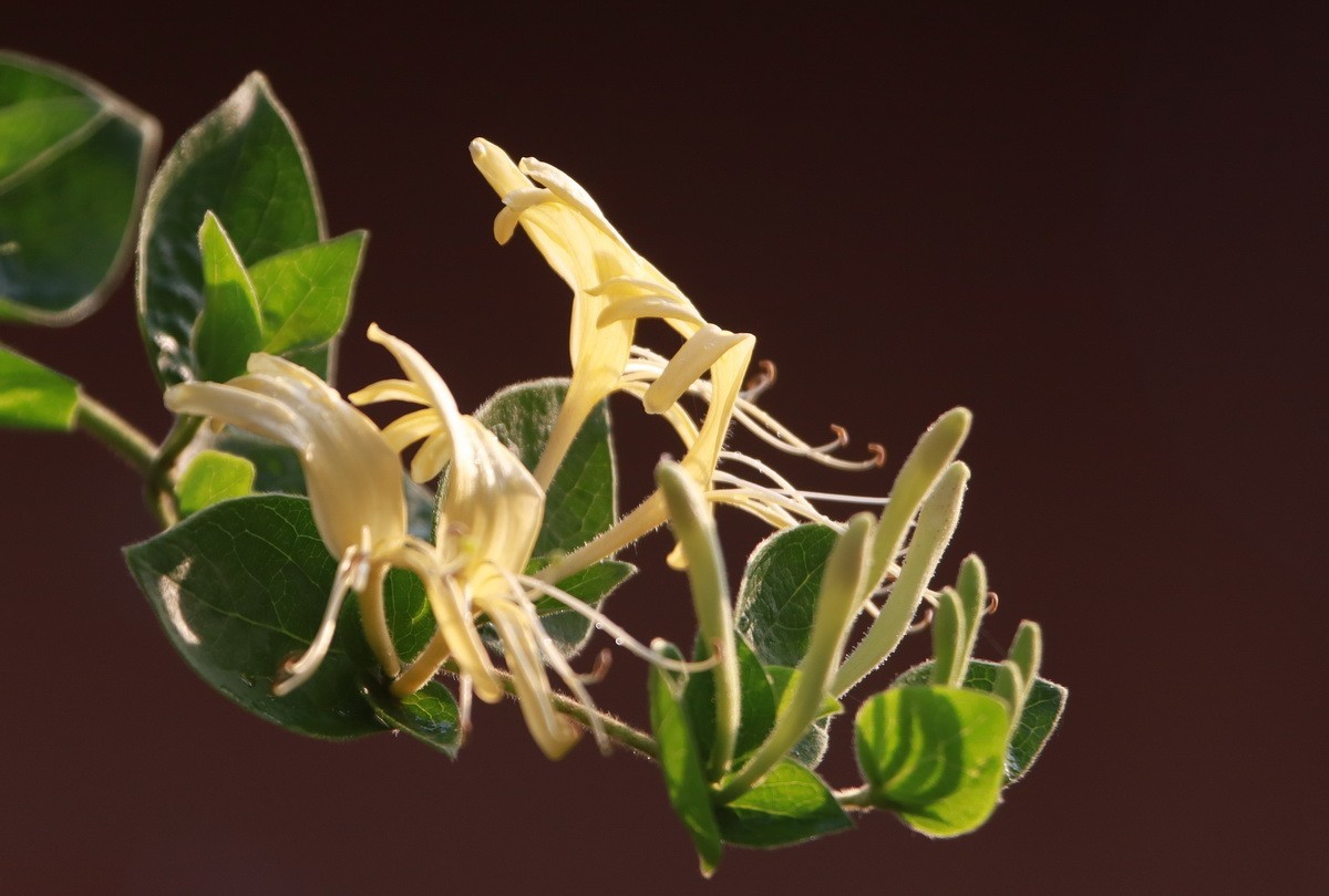 关东百花园（330）——金银花影