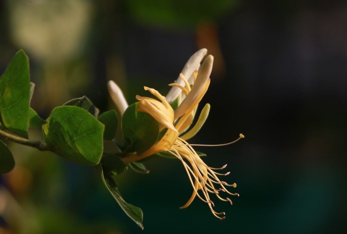 关东百花园（330）——金银花影