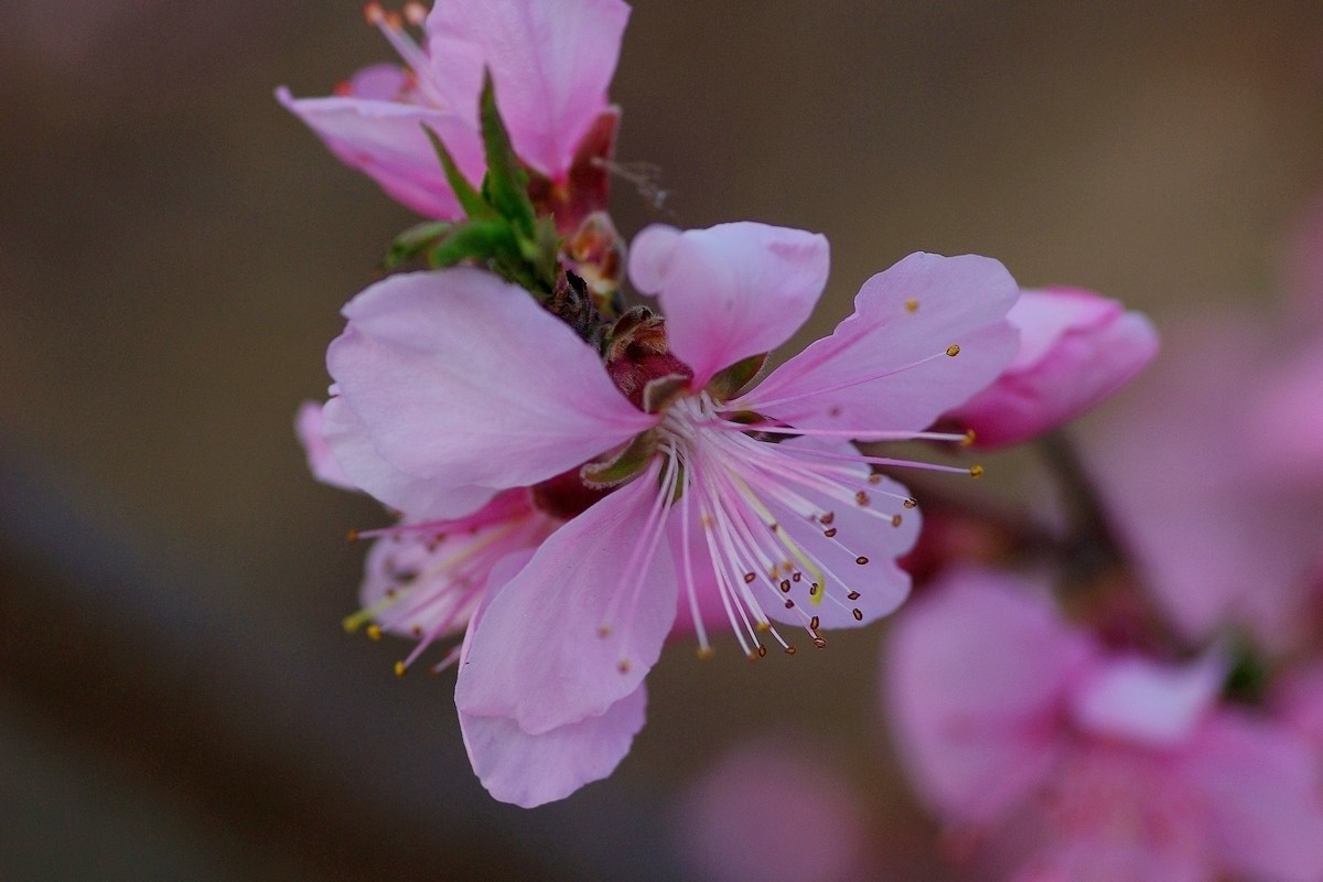 热烈奔放的山桃花