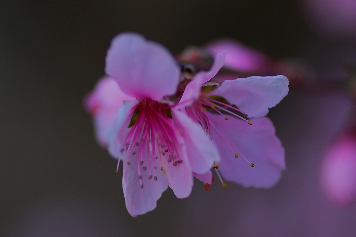 热烈奔放的山桃花