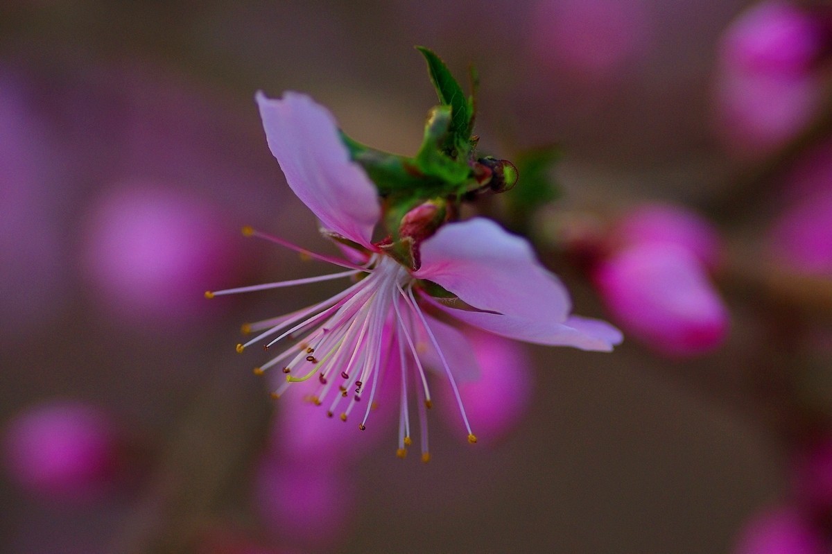 热烈奔放的山桃花