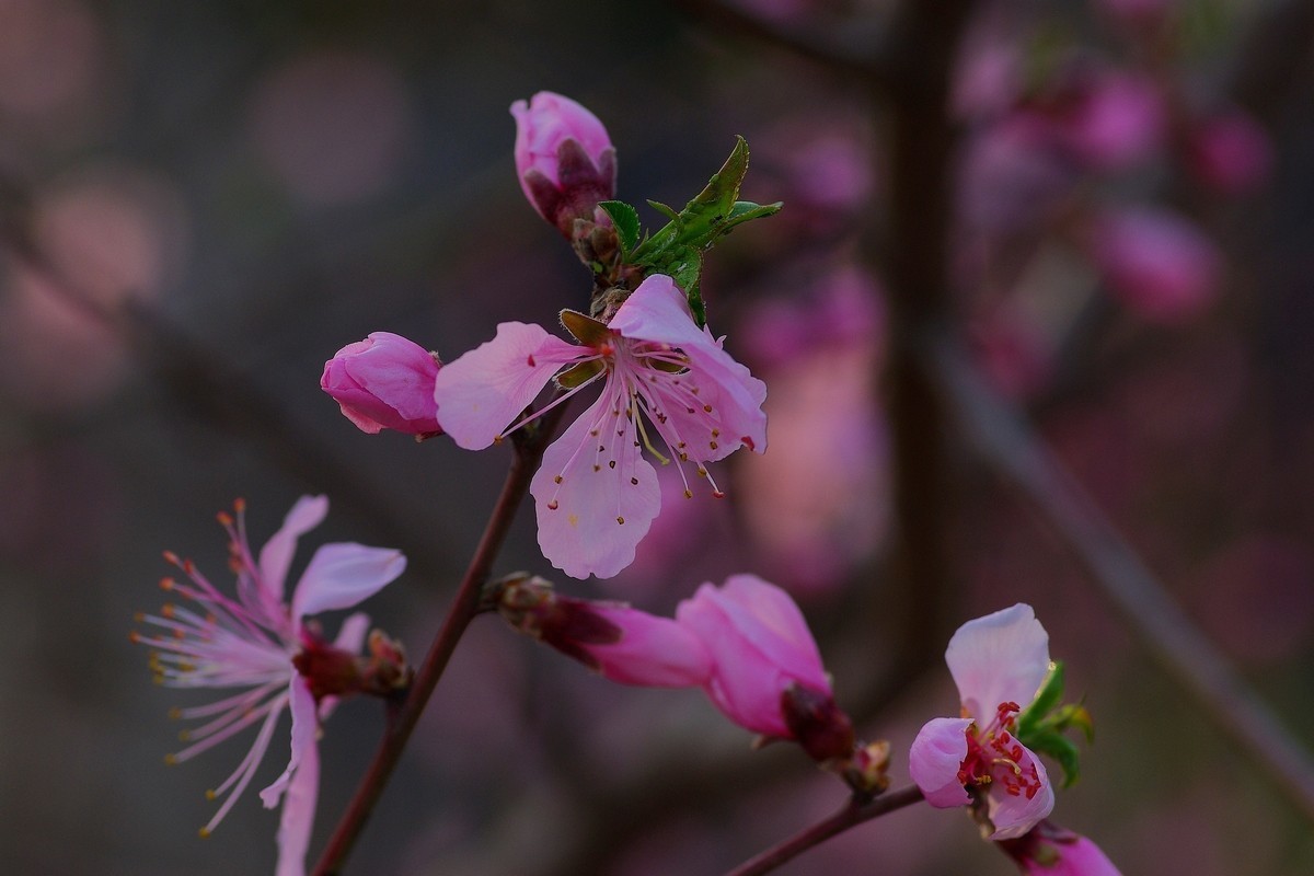 热烈奔放的山桃花