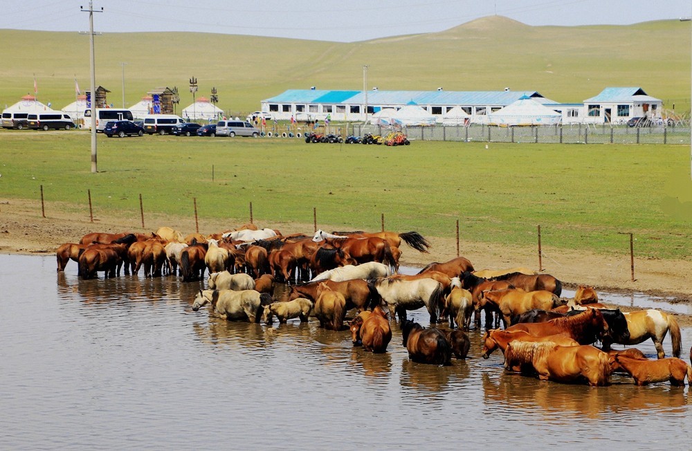 《不老松：纪实摄影》驰骋呼伦贝尔之6偶遇马群！