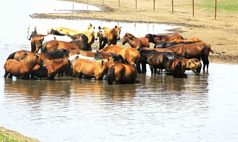 《不老松：纪实摄影》驰骋呼伦贝尔之6偶遇马群！