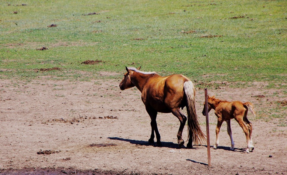 《不老松：纪实摄影》驰骋呼伦贝尔之6偶遇马群！