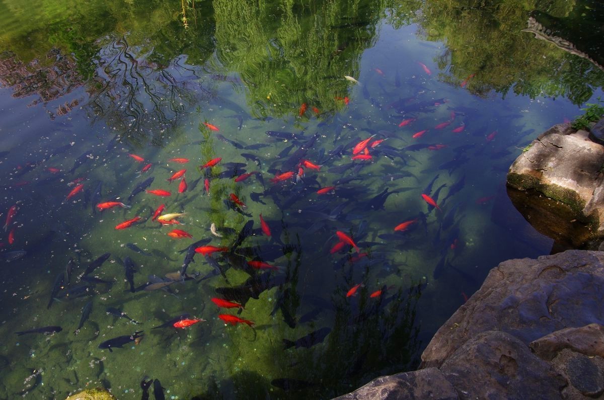 喝着趵突泉水长大的鱼