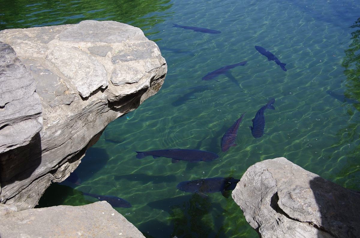 喝着趵突泉水长大的鱼