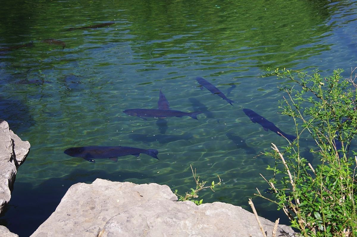 喝着趵突泉水长大的鱼