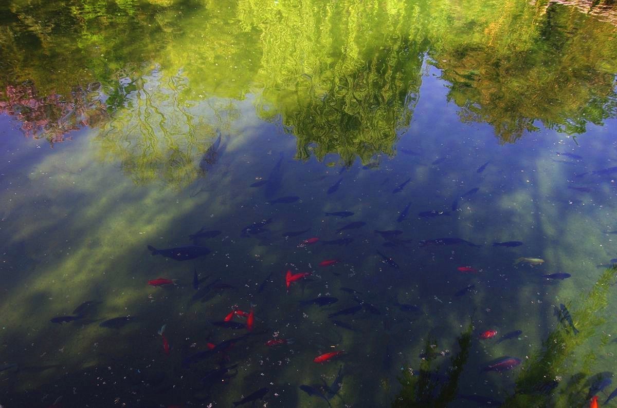 喝着趵突泉水长大的鱼