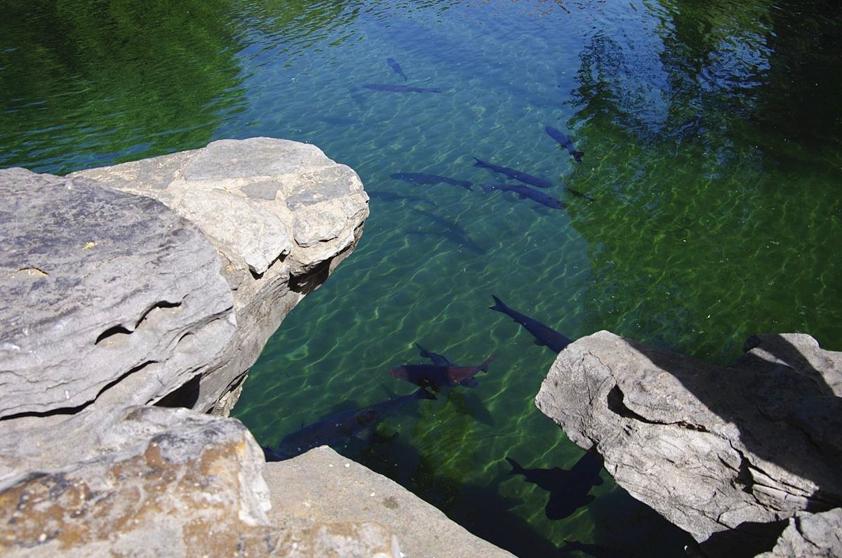 喝着趵突泉水长大的鱼