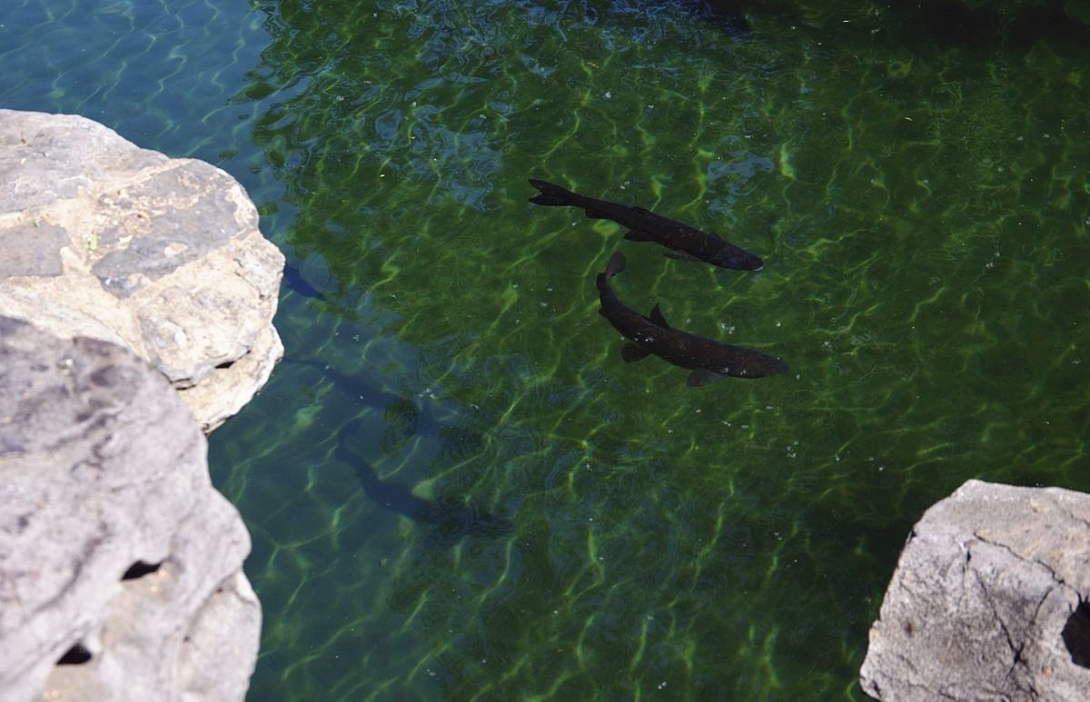 喝着趵突泉水长大的鱼