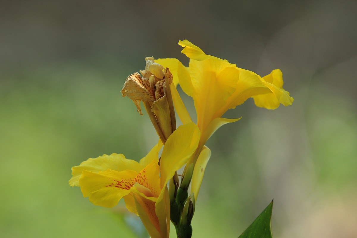 拍摄花卉一（348）