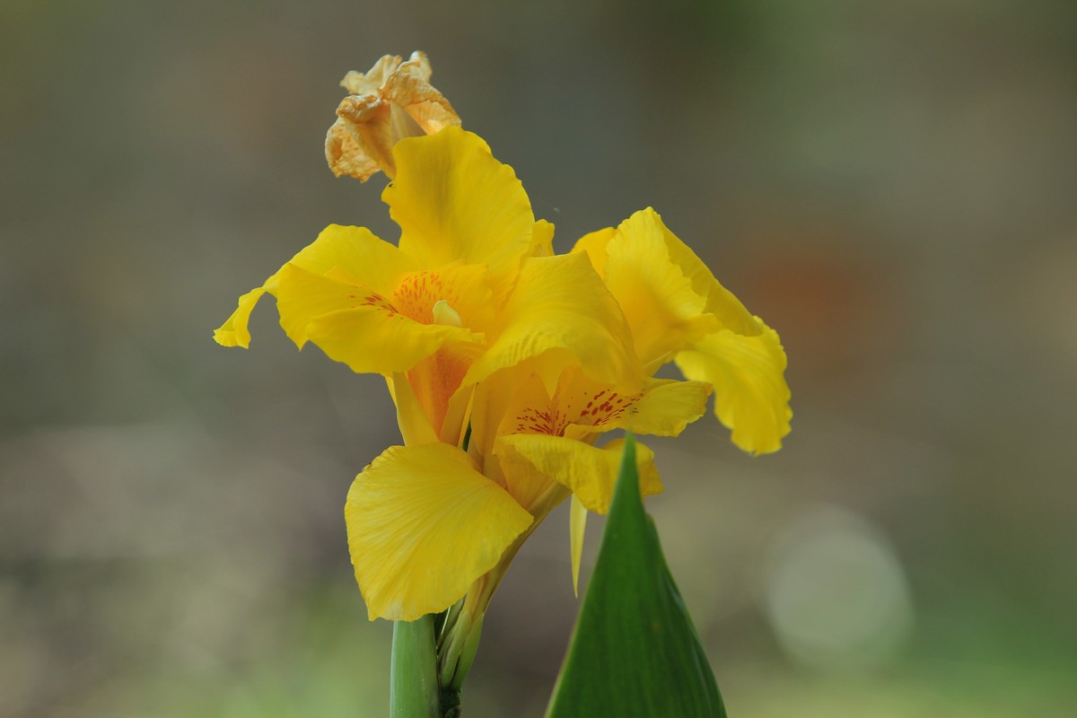 拍摄花卉一（348）