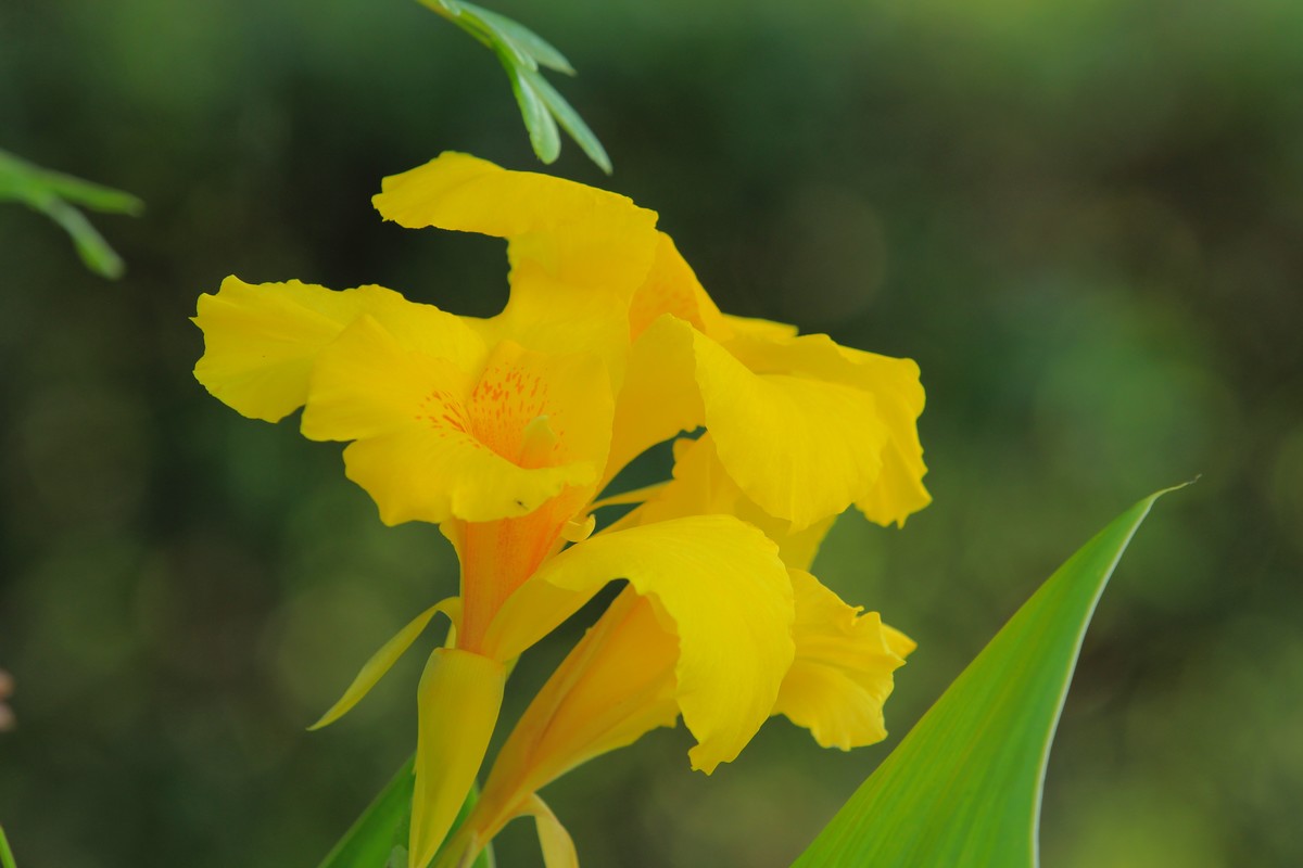 拍摄花卉一（348）