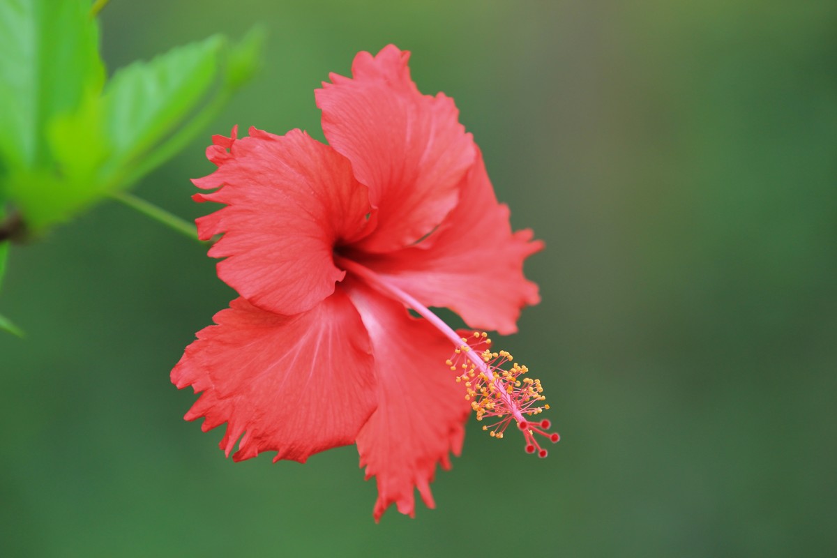 拍摄花卉一（348）