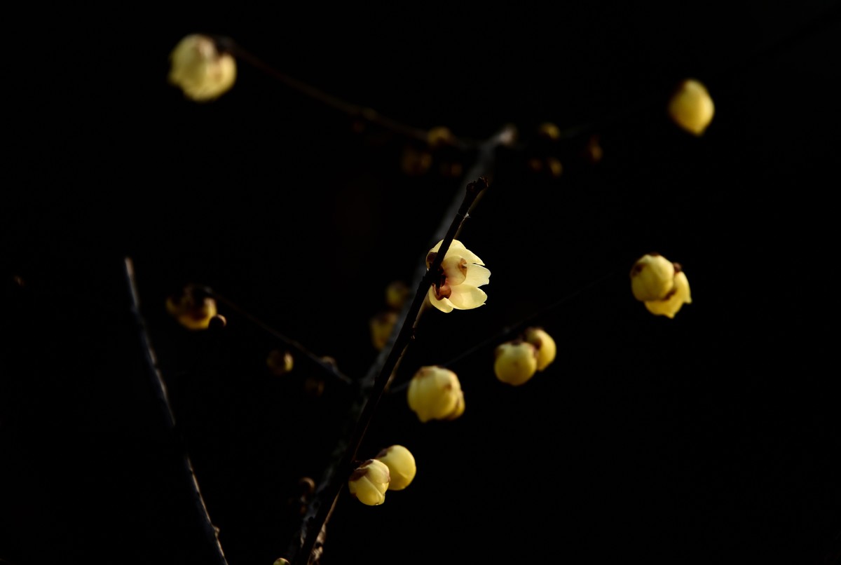 塔子山公园赏梅【3】