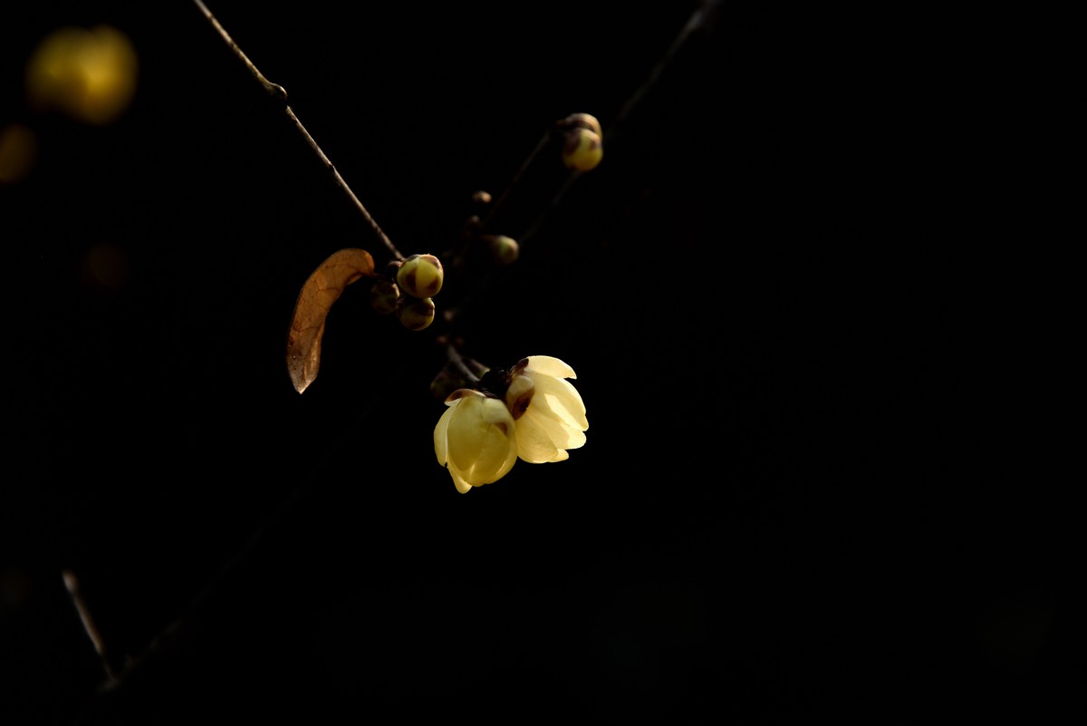 塔子山公园赏梅【3】