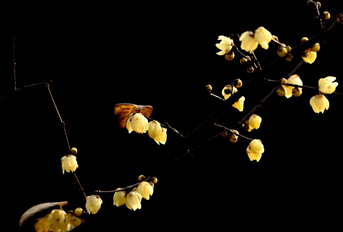 塔子山公园赏梅【3】