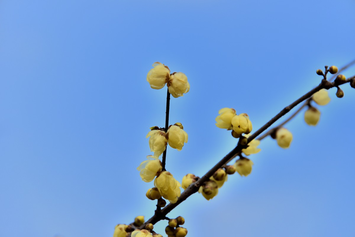 塔子山公园赏梅【3】