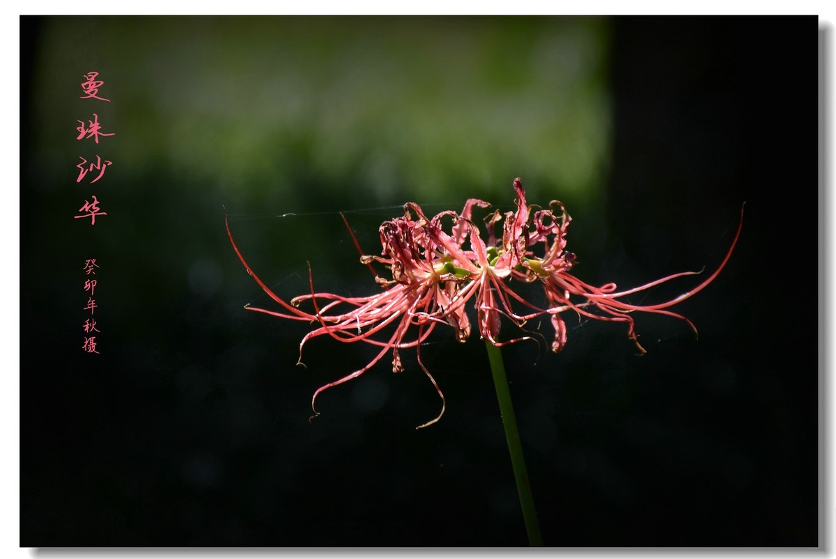 曼珠沙华（2023264）