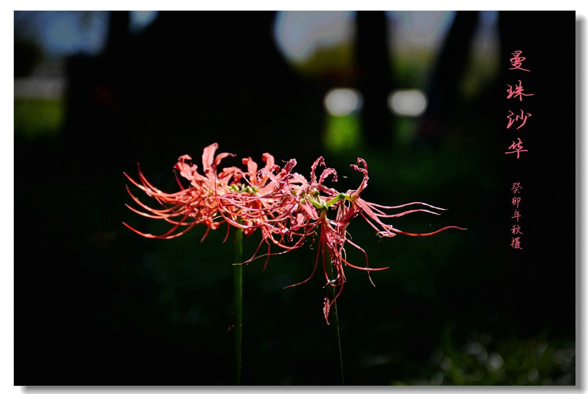 曼珠沙华（2023264）