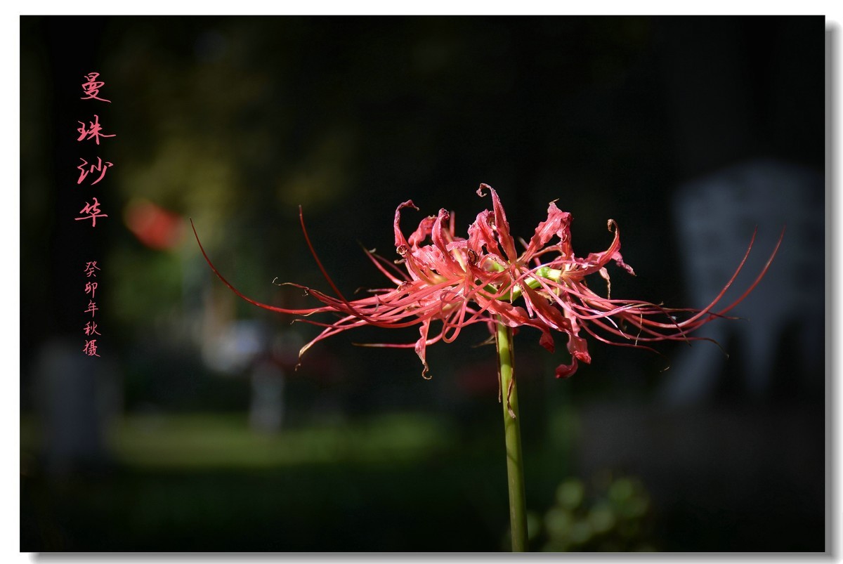 曼珠沙华（2023264）