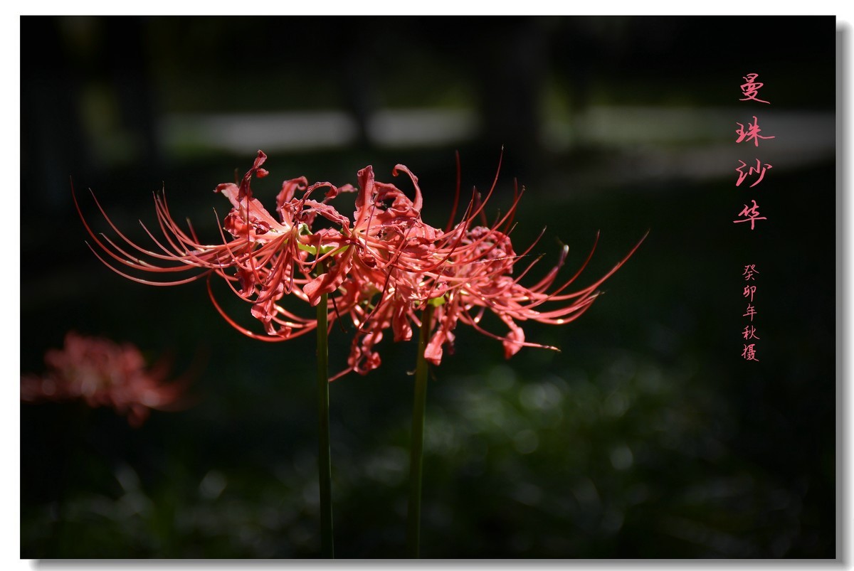 曼珠沙华（2023264）