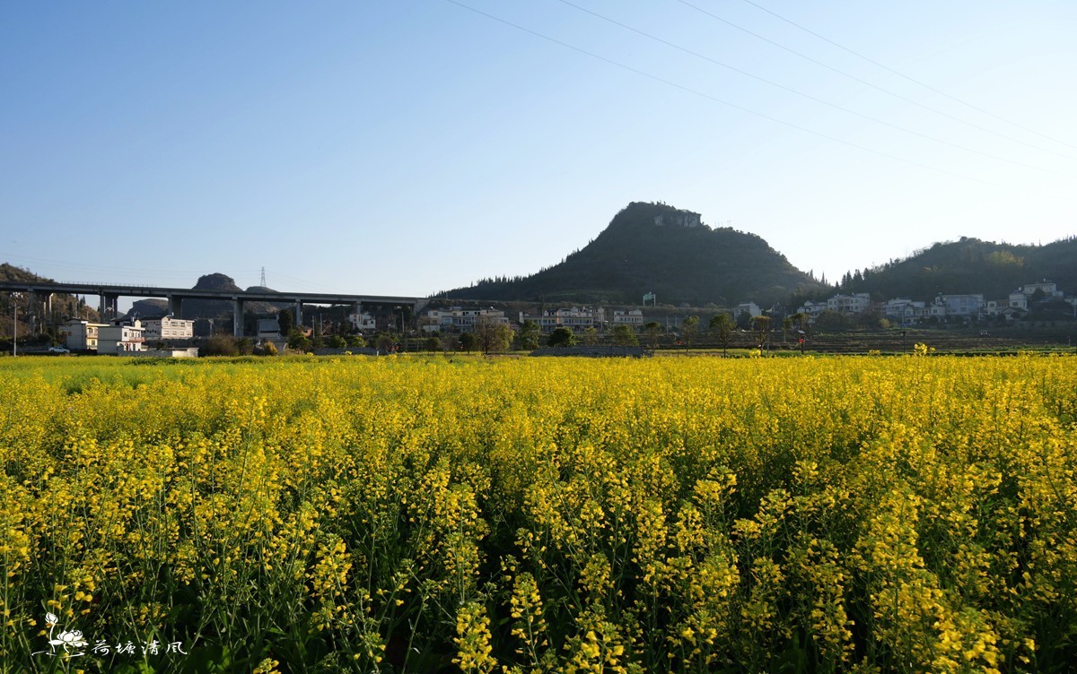 家乡风景:油菜花盛开。-中关村在线摄影论坛
