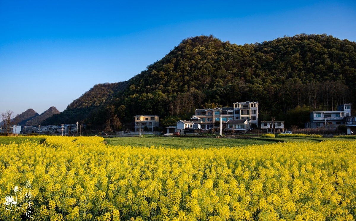 家乡风景:油菜花盛开。-中关村在线摄影论坛