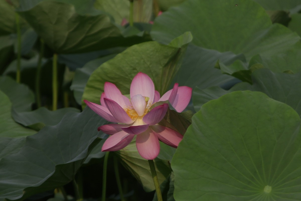 关东百花园（364）——荷花