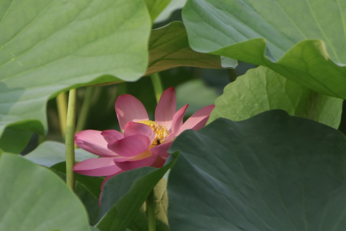 关东百花园（364）——荷花