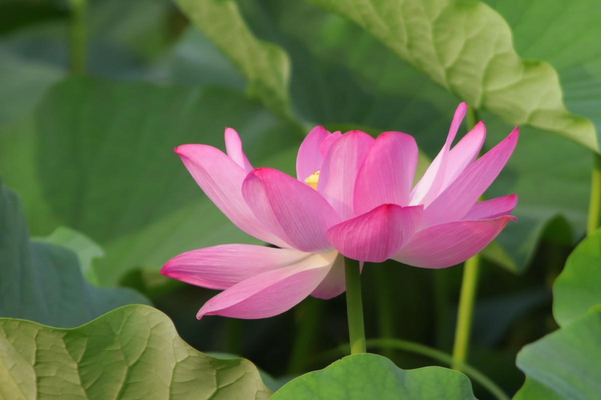 关东百花园（364）——荷花