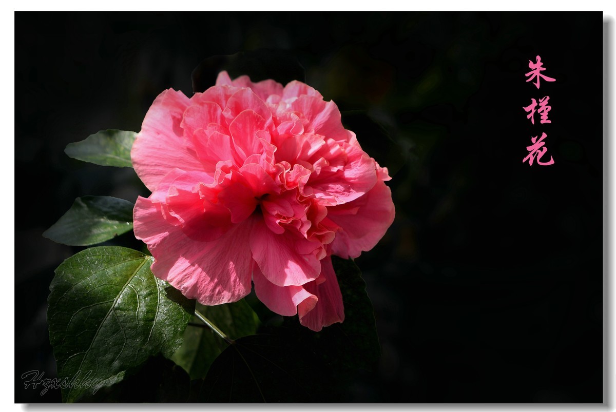 朱槿花（2024257）