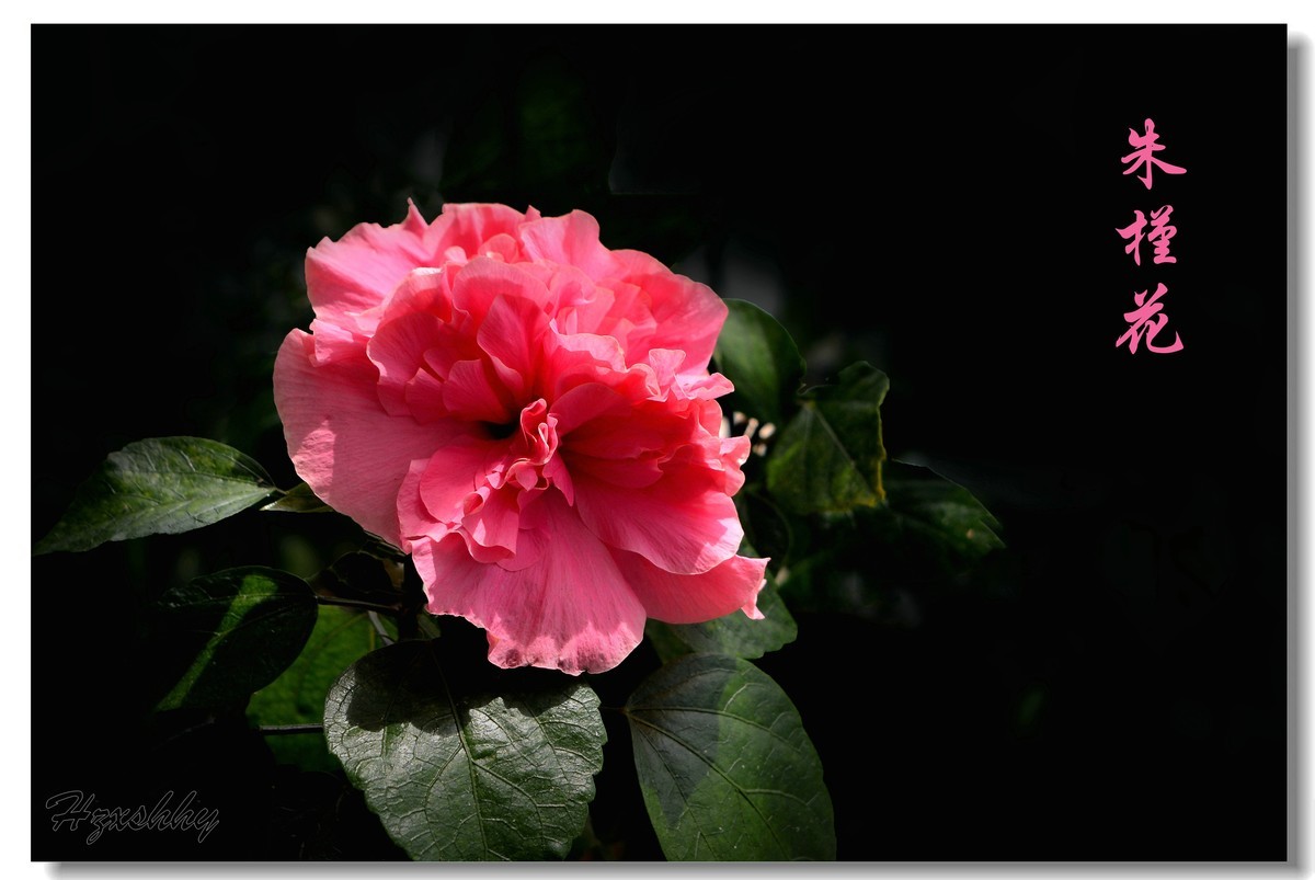 朱槿花（2024257）