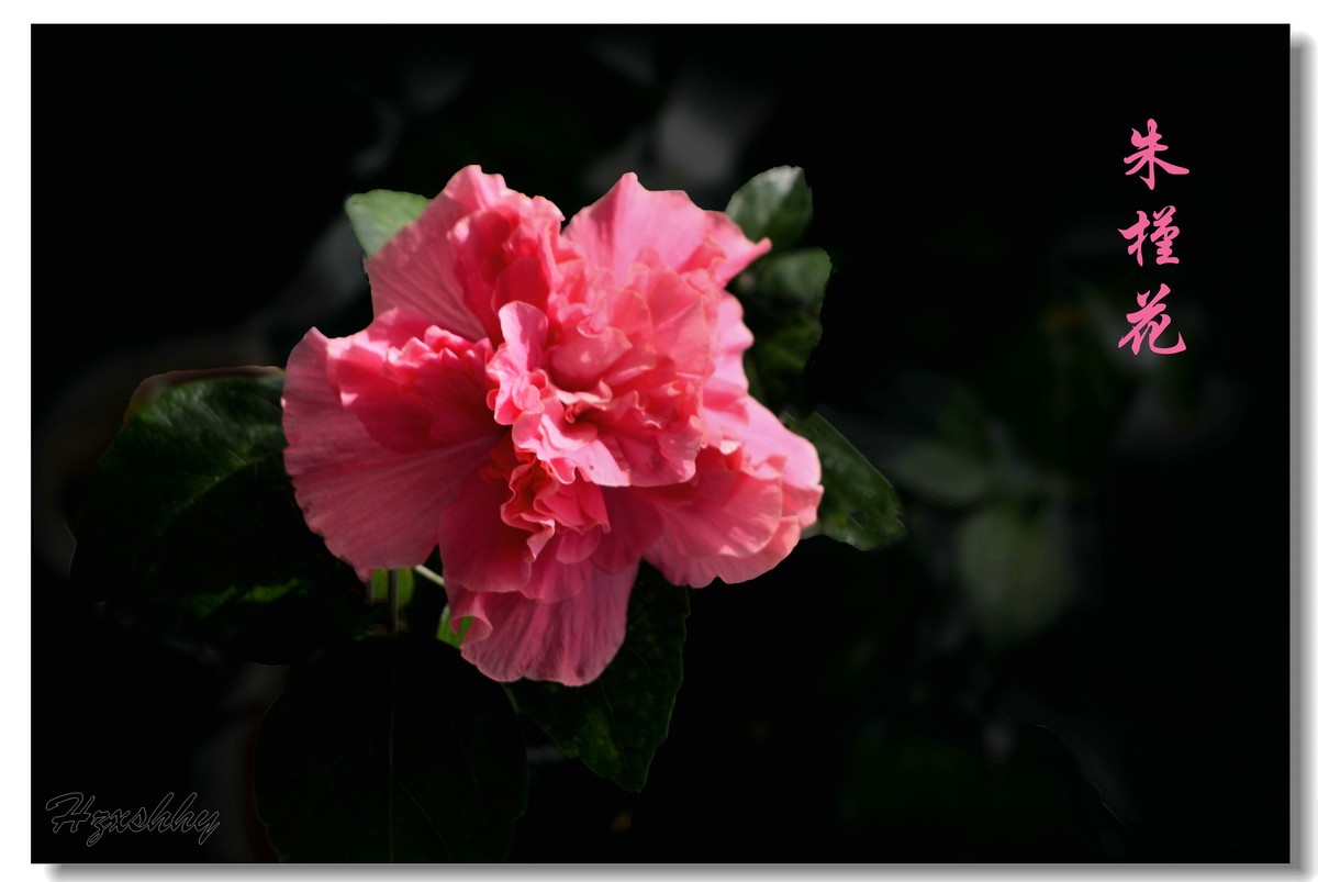 朱槿花（2024257）