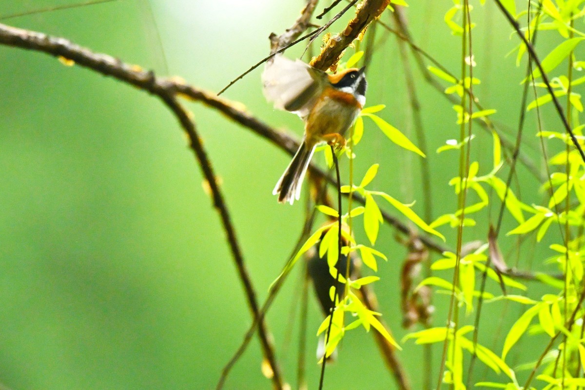 红头山雀闹柳枝
