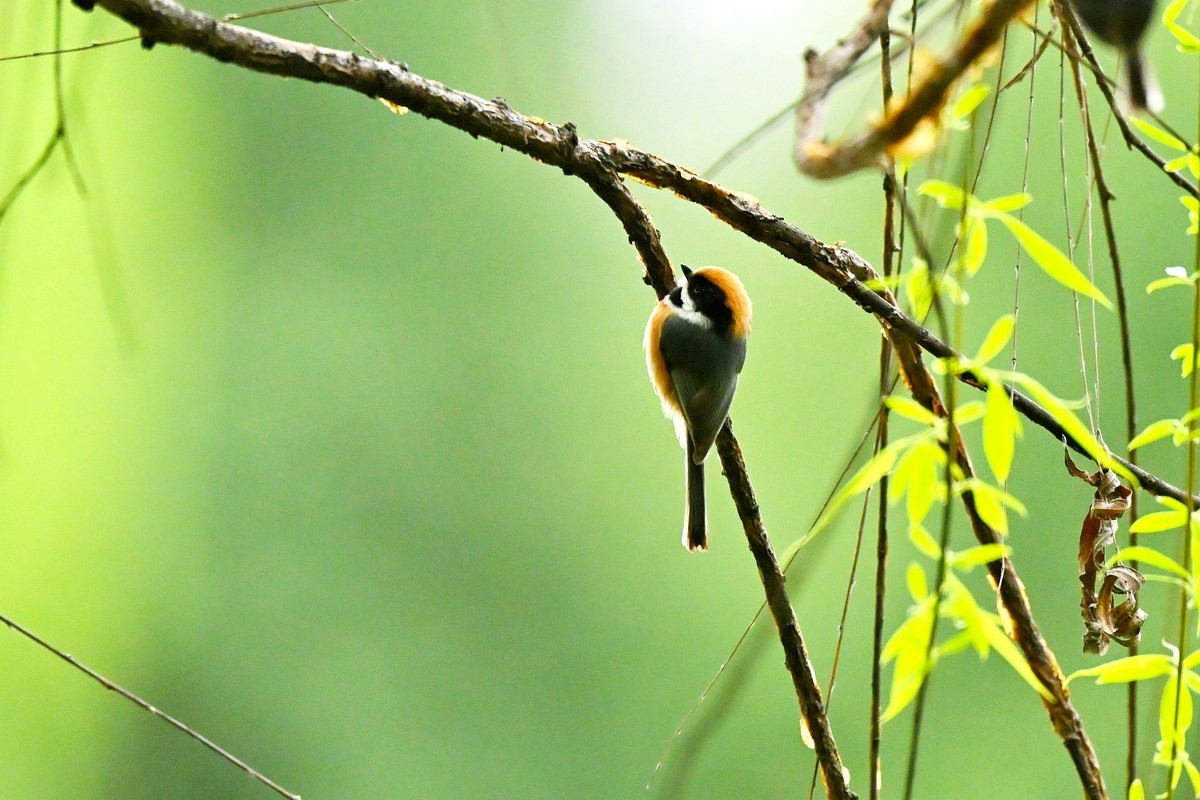 红头山雀闹柳枝