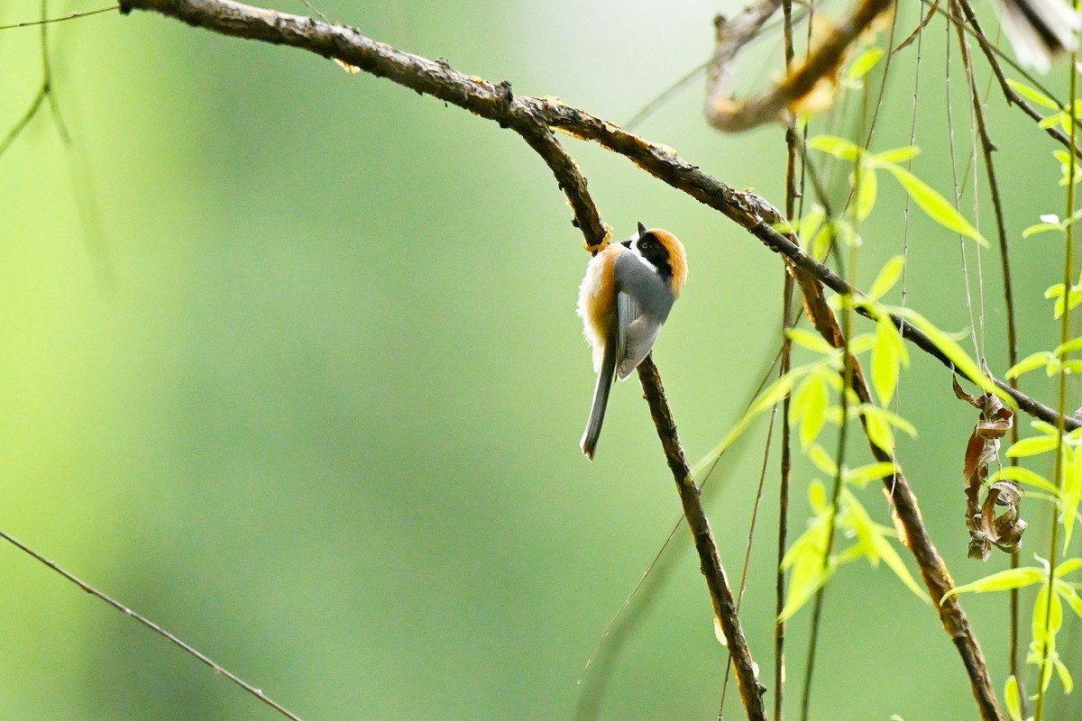 红头山雀闹柳枝