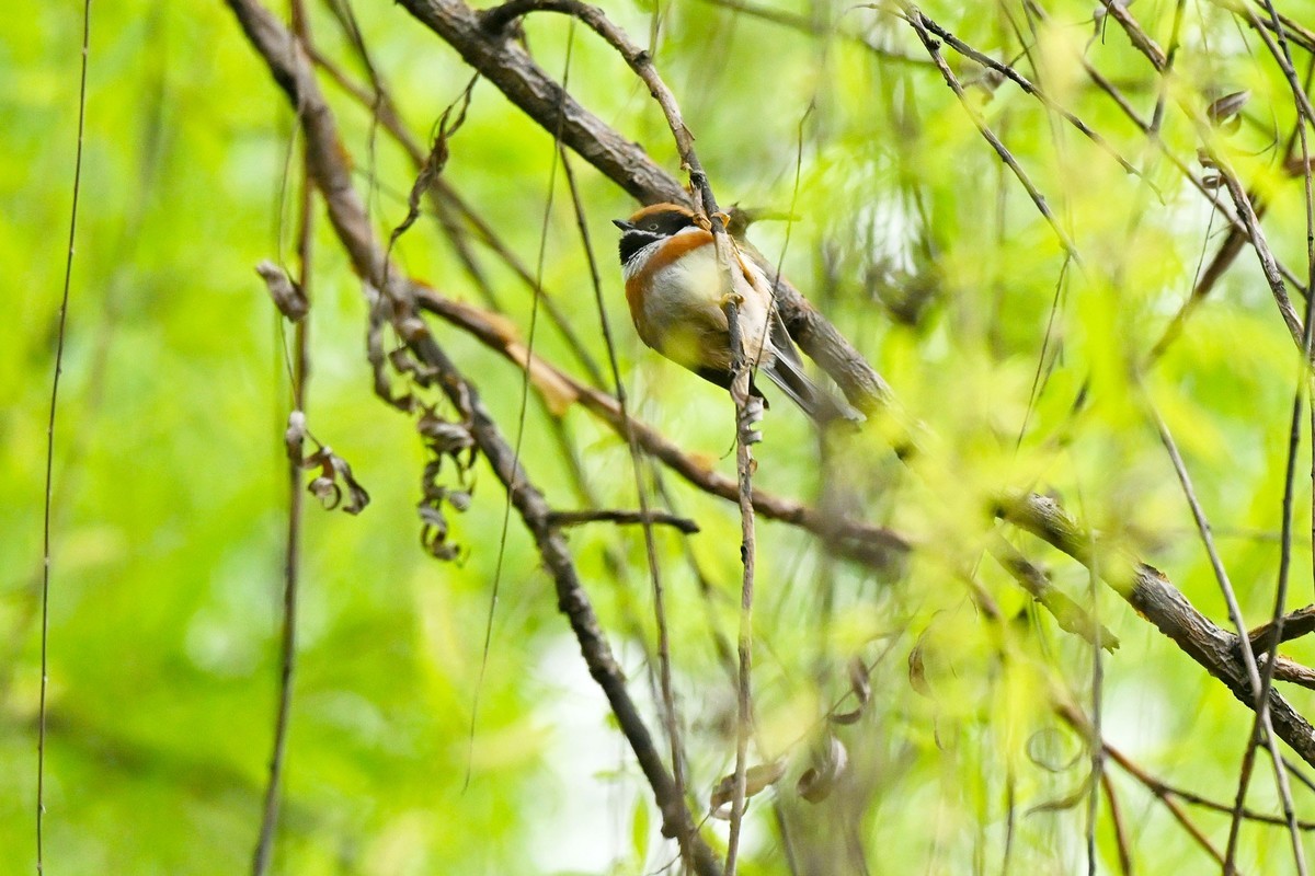 红头山雀闹柳枝