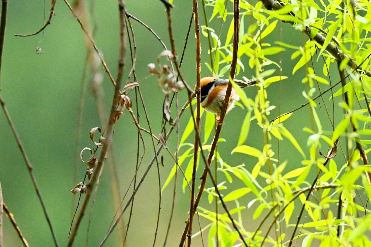 红头山雀闹柳枝