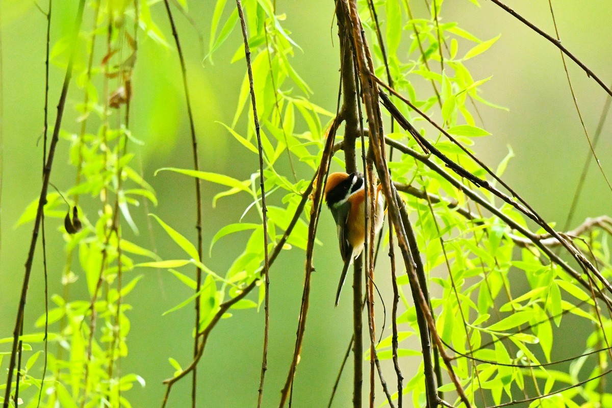 红头山雀闹柳枝