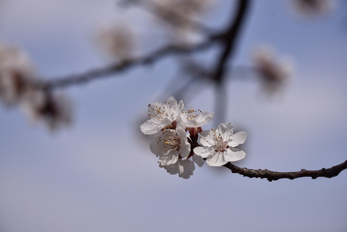 杏花  上